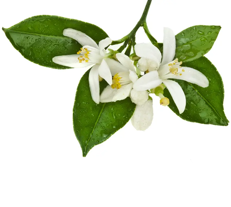 Orange Blossom Water (Citrus aurantium amara) Artisan