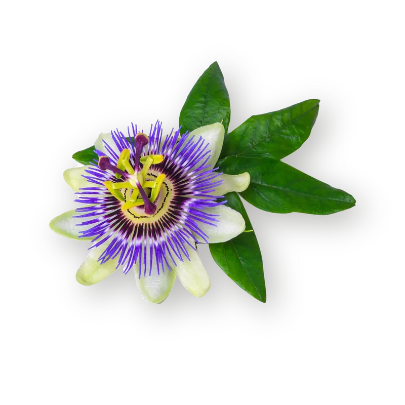 Passionflower - Dried Herb 100g