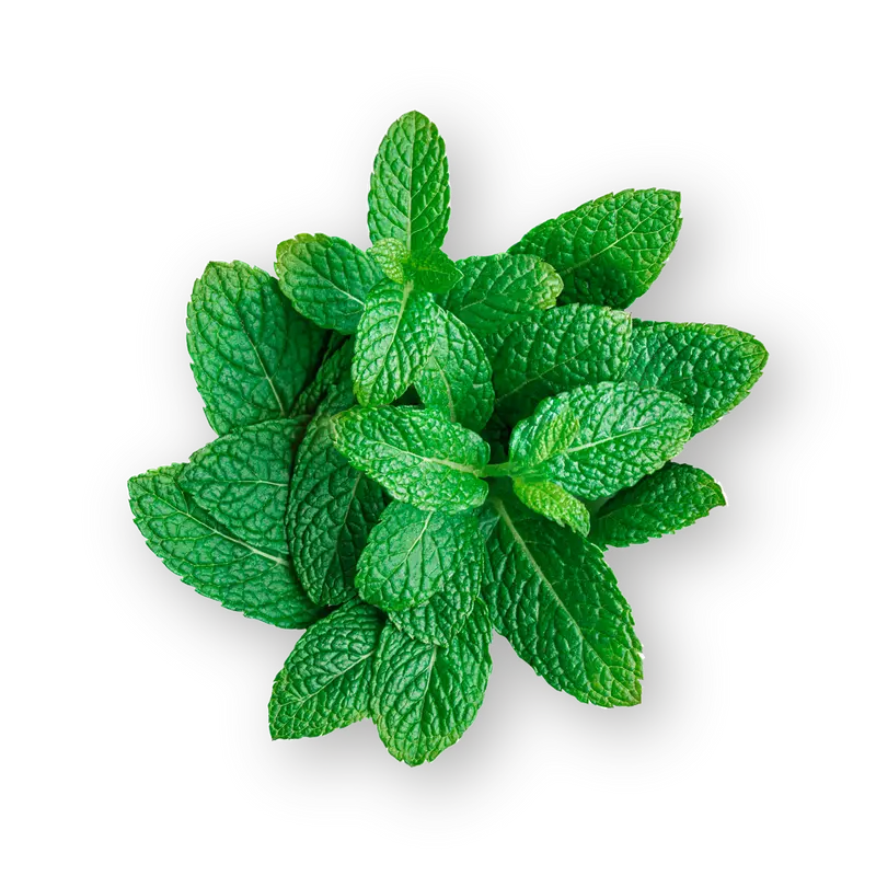 Peppermint Leaf - Dried Herb Tea 50g