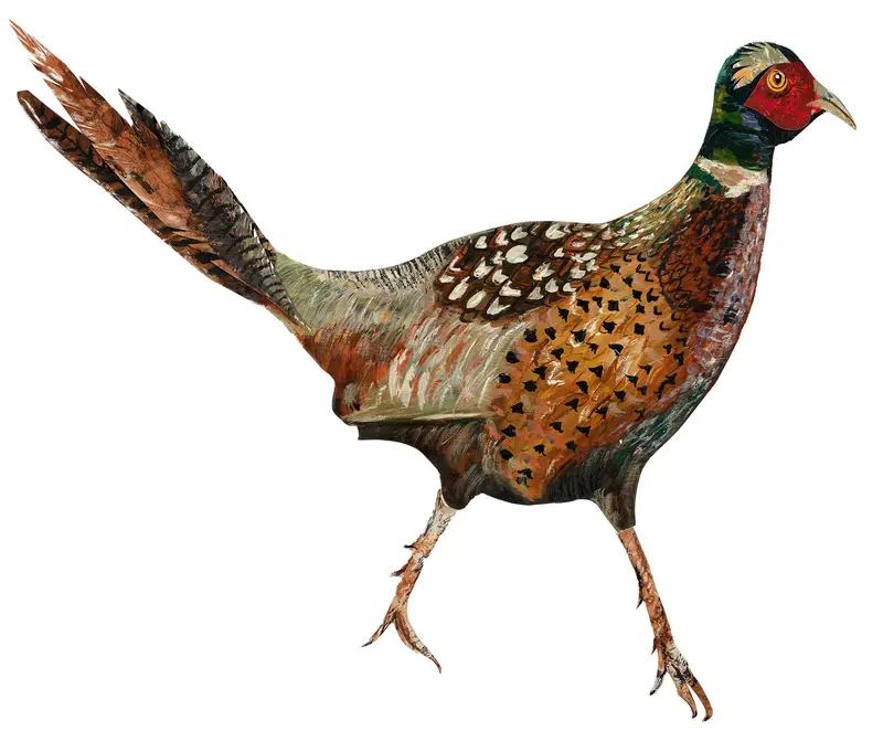 Pheasant birch plywood decoration