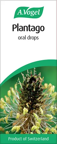 Plantago