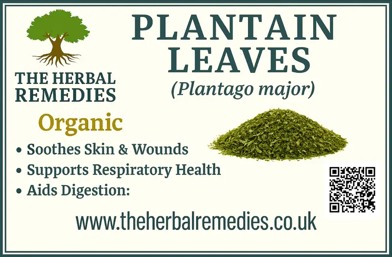 Plantain Leaves (Plantago major / Plantago lanceolata) – Traditional Herbal Support for Skin, Digestion & Wellness