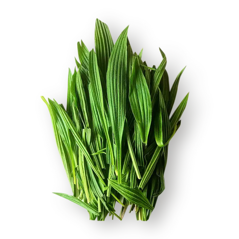 Plantian - Dried Herb 50g
