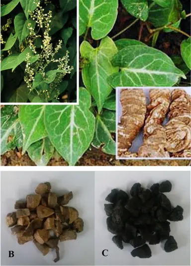 Polygonum multiflorum, he Shu Wu, Fleece flower root tincture