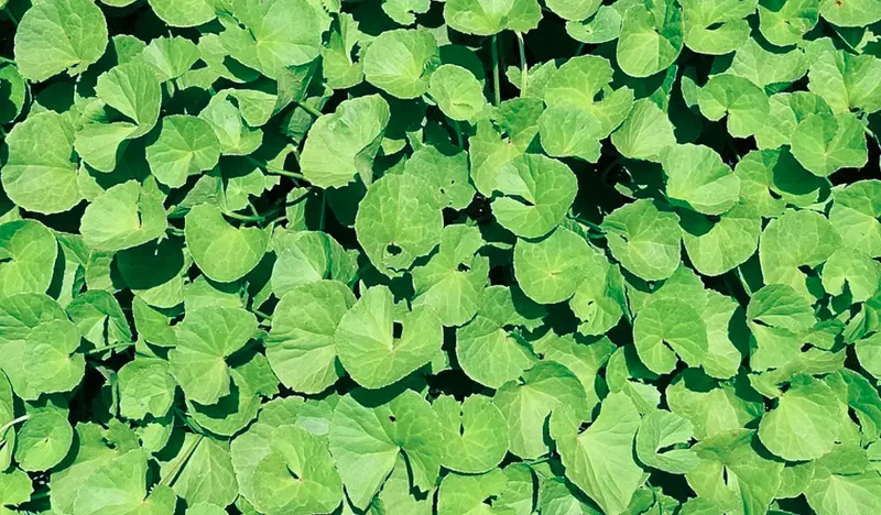 Professional Herbalist Consultation , London - initial Consultation