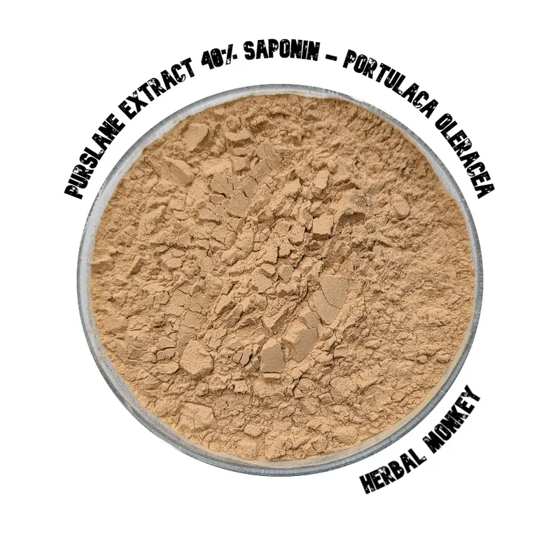 Purslane Extract, Portulaca Oleracea - 40% Saponin| Purslane Extract | High Quality
