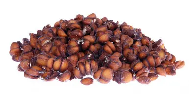 Quince Seeds (Behi Dana) – Natural Herbal Seeds | Cydonia oblonga