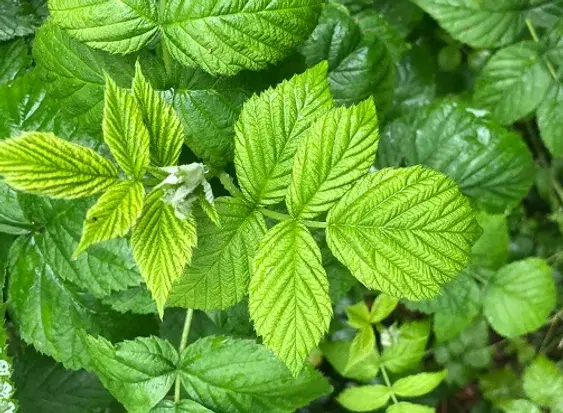 Raspberry leaf
