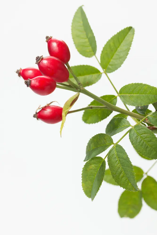 Rose Hip Powder (Rosa canina)