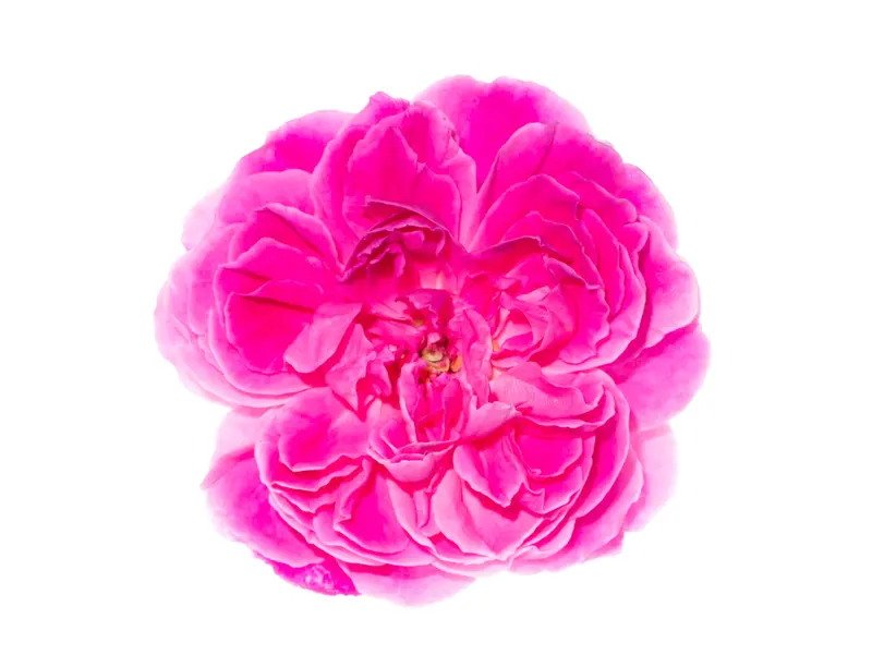 Rose (Rosa damescena) Absolute