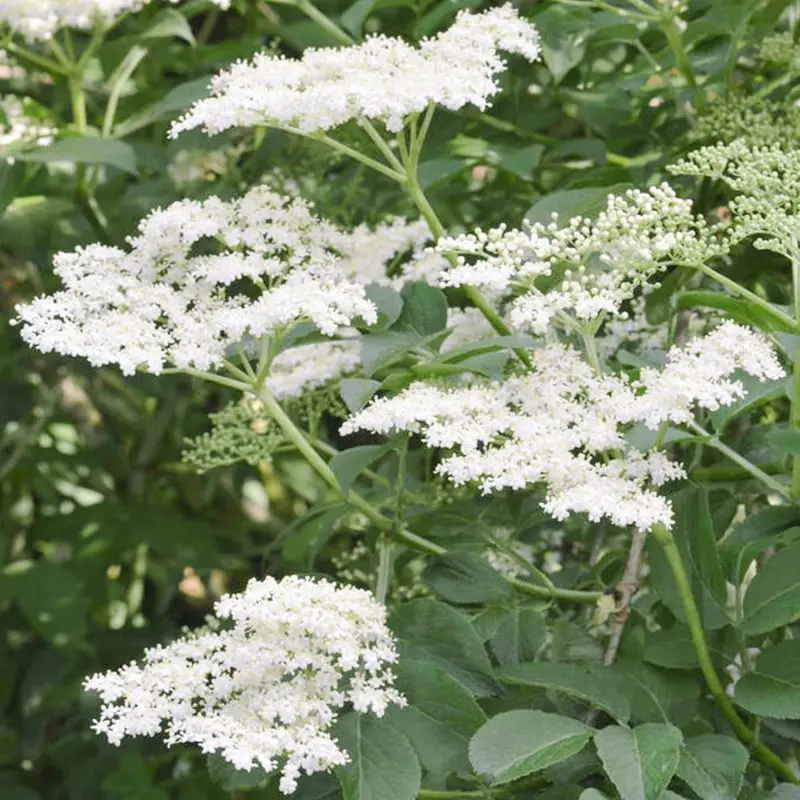 Sambucus nigra, elderberry bush