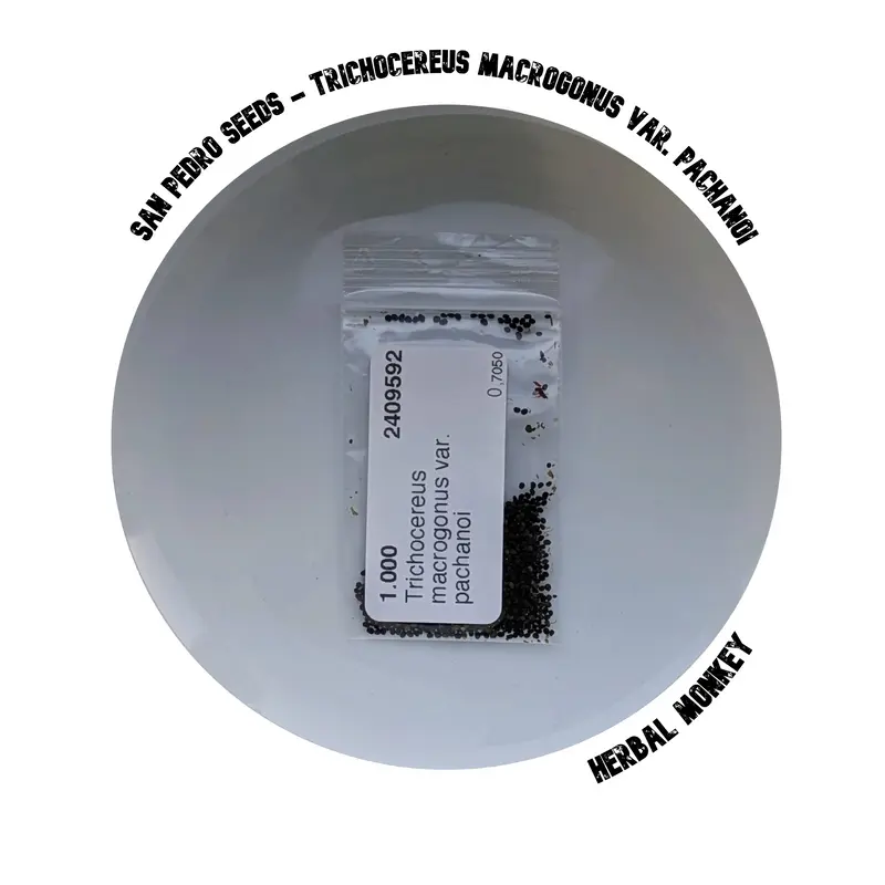 San Pedro Seeds | Trichocereus Macrogonus var. Pachanoi | San Pedros