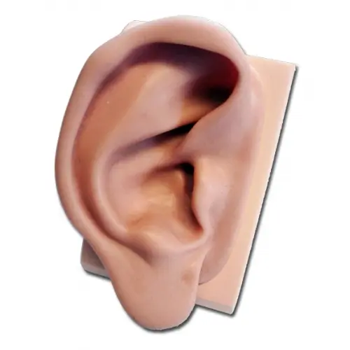 Silicon Ear Model for Acupuncture-Right ear