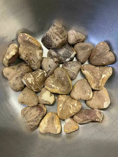 Singoda (Water Chestnut / Trapa bispinosa / Paniphal)