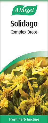Solidago