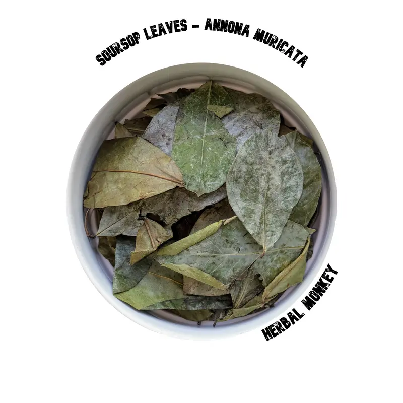 Soursop Natural Leaves | Annona Muricata | High Quality Soursop Leaves