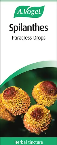 Spilanthes