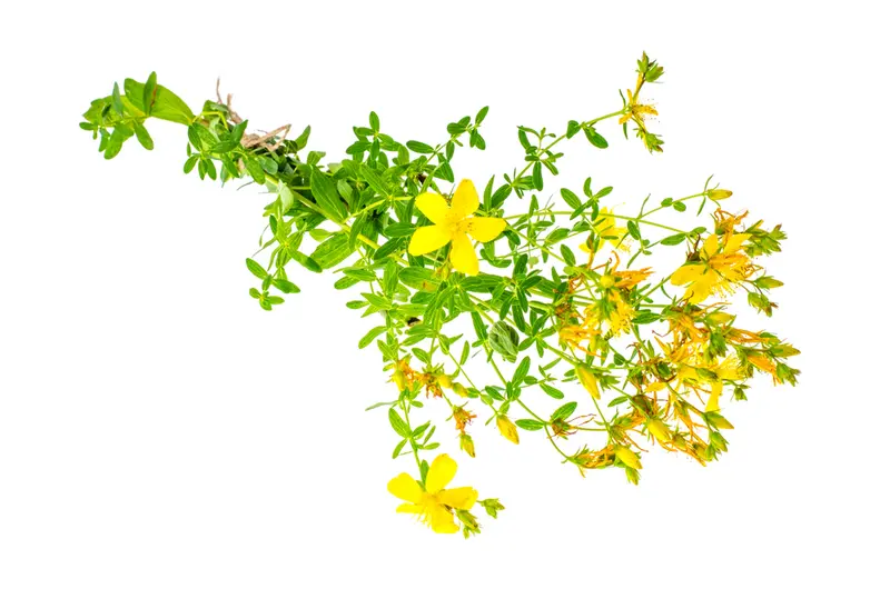 St Johns wort CO2 15g