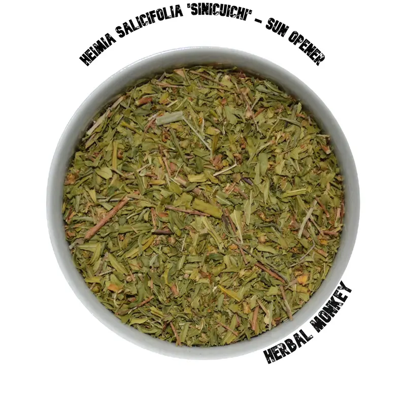 Sun Opener Herb – Heimia salicifolia (Sinicuichi) | Ceremonial Botanical for Dreamwork & Visionary Rituals
