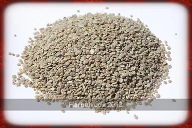 Todri or Tudri Safed (White) Seeds – Matthiola incana 50gm