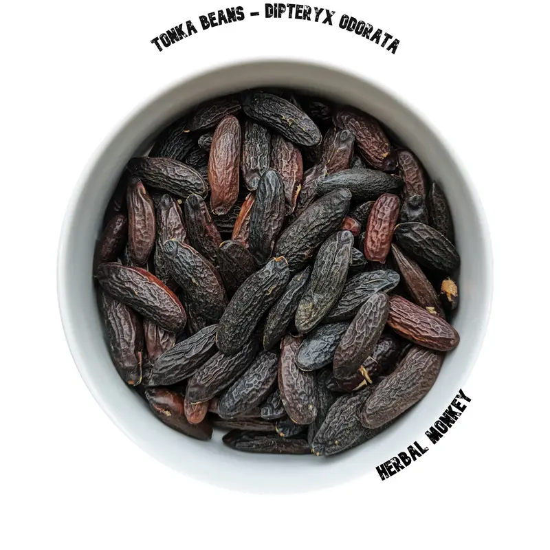 Tonka Beans | Dipteryx Odorata | Premium Botanical
