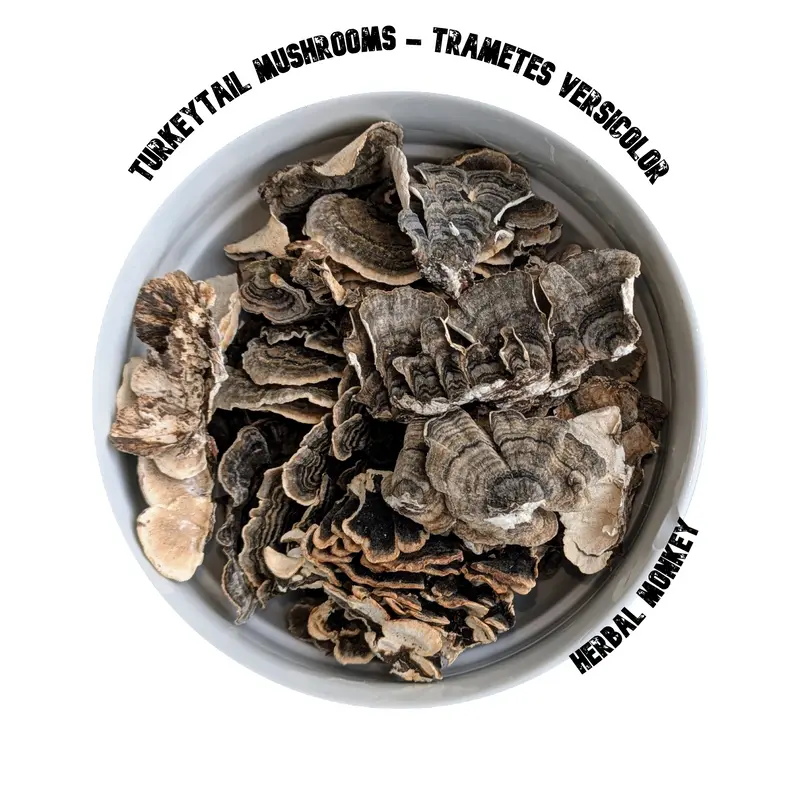 Turkeytail Dried Mushrooms | Whole Mushroom | 30% Polysaccharide | Trametes Versicolor