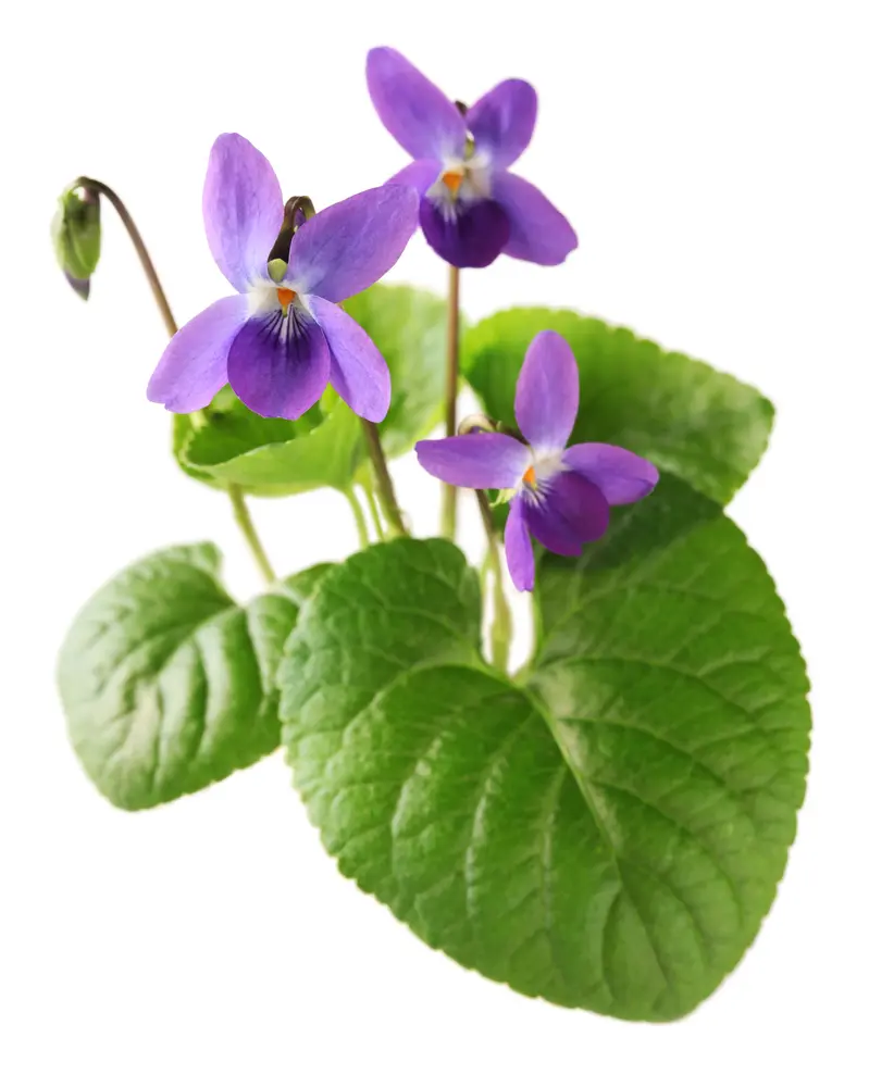Violet Leaf (viola adorata) Absolute