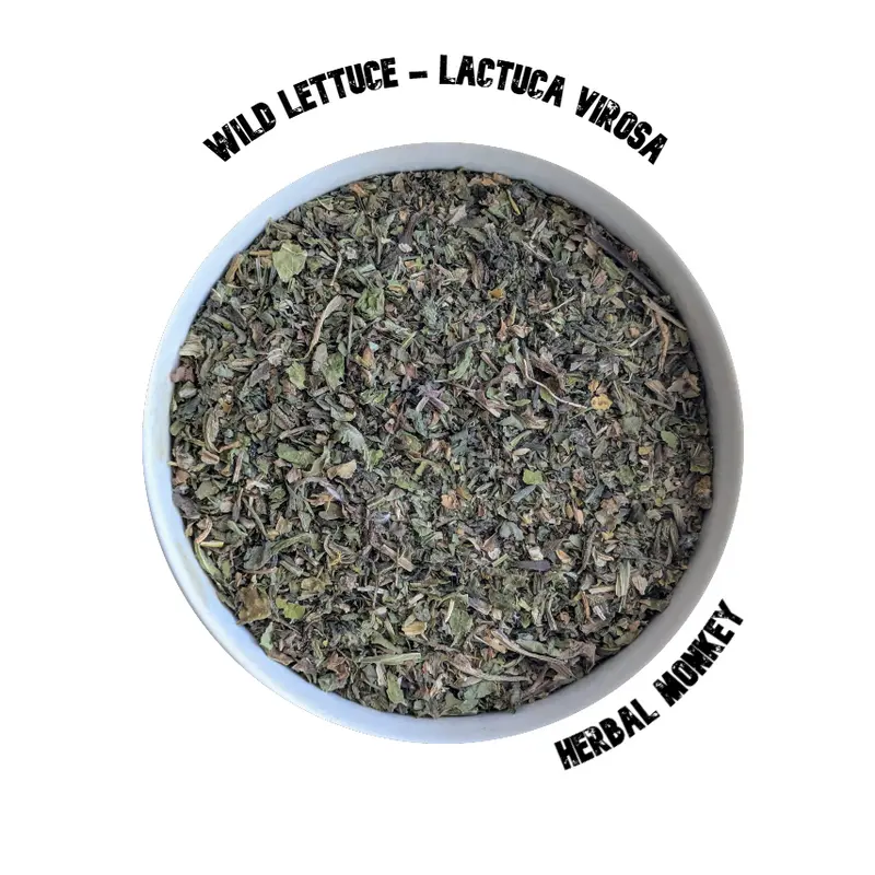 Wild Lettuce Herb – Lactuca virosa | Ceremonial Botanical for Dreamwork & Emotional Stillness