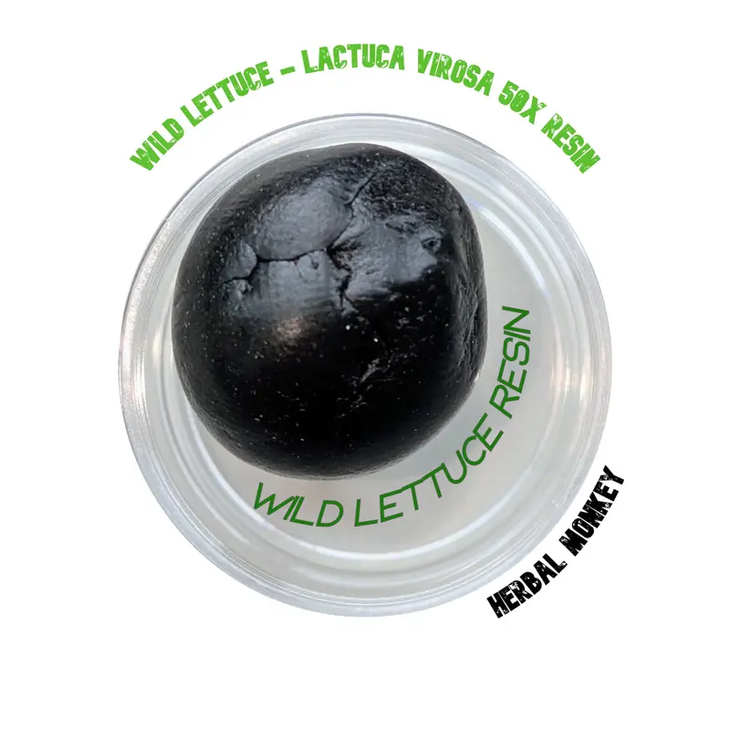 Wild Lettuce Soft Resin 50X Extract | Lactuca Virosa