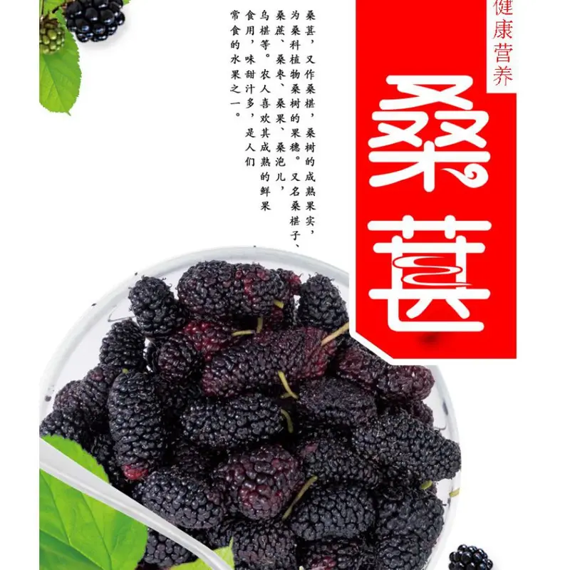 有机黑桑椹干【保质期27年5月】